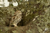 Sycek obecny - Athene noctua - Little Owl 4478
